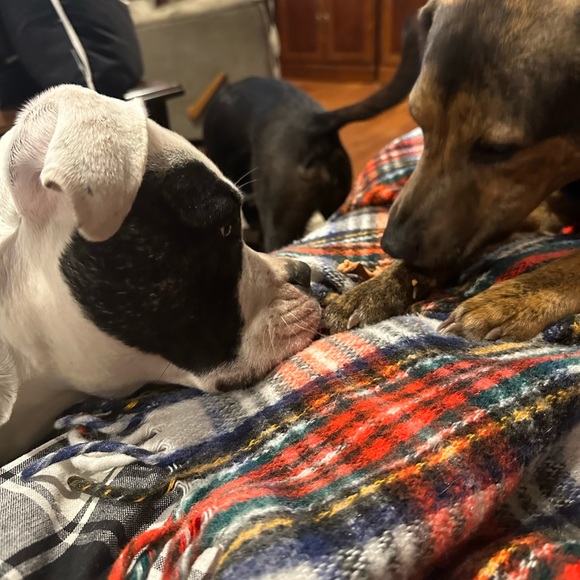 Meet your Posher, Gina - Picture 9 of 11